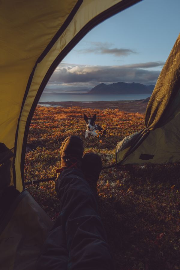 Amazing Camping Tent View with Husky Dog Free Photo