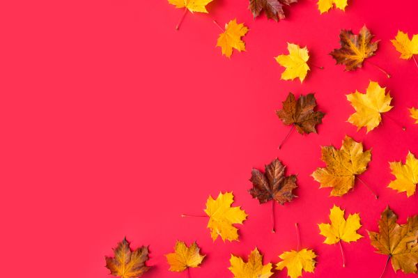 Autumn Leaves on Flat Red Background with Room for Text #2 Free Photo