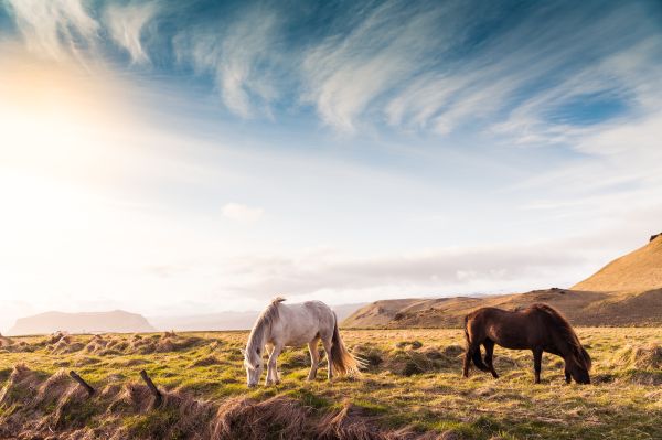 Beautiful Horses on Iceland Free Photo