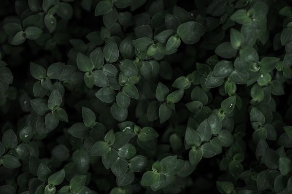 Dark Plant Background Free Photo