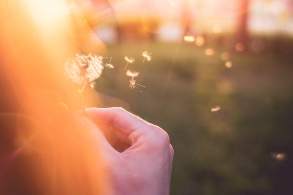 Girl Blowing a Blowball/Dandelion Free Photo