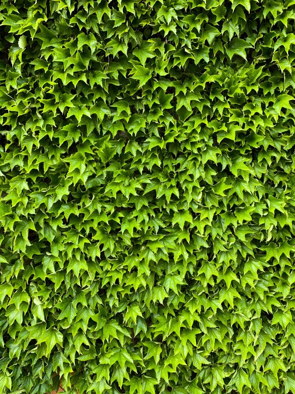 Green Ivy Texture Vertical Free Photo