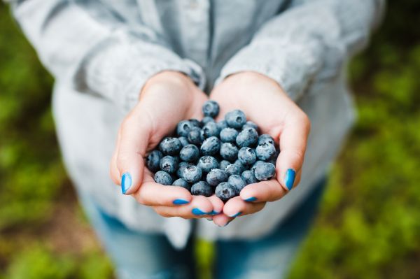 Handful of Blueberries Free Photo