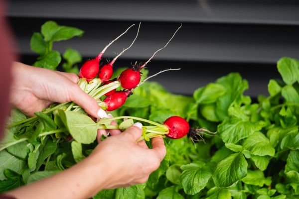 Harvesting Homegrown Radishes Free Photo