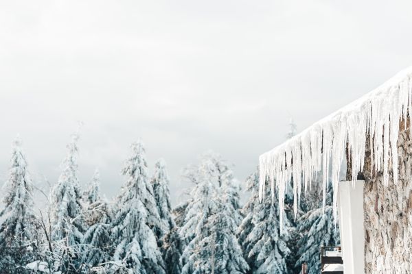 Icicles and White Snowy Forest Free Stock Photo