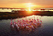 Flamingos in Wetland During Sunset