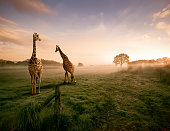 Two giraffes