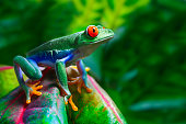 Red-Eyed Tree Frog