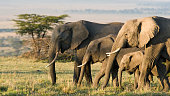 Group of African elephants in the wild