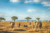 African Elephants in the plains of Serengeti, Tanzania