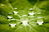 Water drops on green leaf