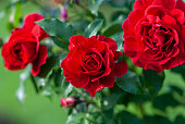 Lady Ryder of Warsaw rich crimson red roses - modern british shrub by Harkness