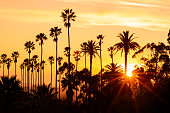 Palm trees against beautiful sunset in Los Angeles, California