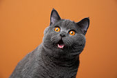 funny british shorthair cat portrait looking shocked or surprised