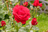 A bush of high perennial floribunda rose Nina Weibul in the summer garden.