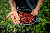 Close-up of a agricultor showing raw coffee bean to camera