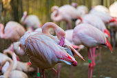 Beautiful close-up portrait of Greater Flamingo - Phoenicopteriformes with nice background and bokeh.