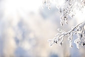 Winter branch covered with snow