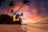 Banner Summer with colorful theme as palm trees with water wave background