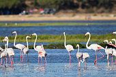 Flamingos in Portugal