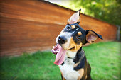 Silly Dog Tilts Head in Front of Barn