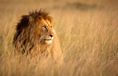 Lion in high grass