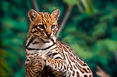 Ocelot( Leopardus pardalis)