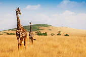 Masai giraffes walking in the dry grass of savanna