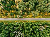 Road in the autumn forest aerial view