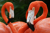 American flamingos (Phoenicopterus ruber) Clos-up Portrait, Great Inagua Island, The Bahamas