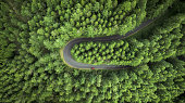 Street surrounded by pine trees.