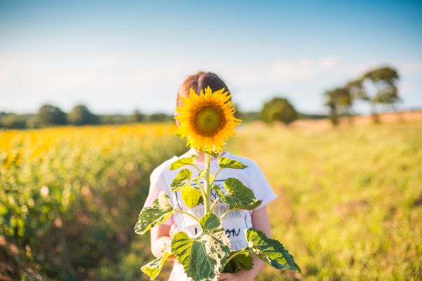 Little Girl with Sunflower in a Sunflower Field Free Photo