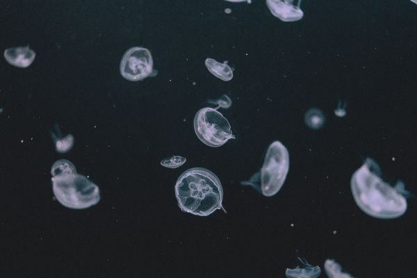 Small Jellyfish Free Photo