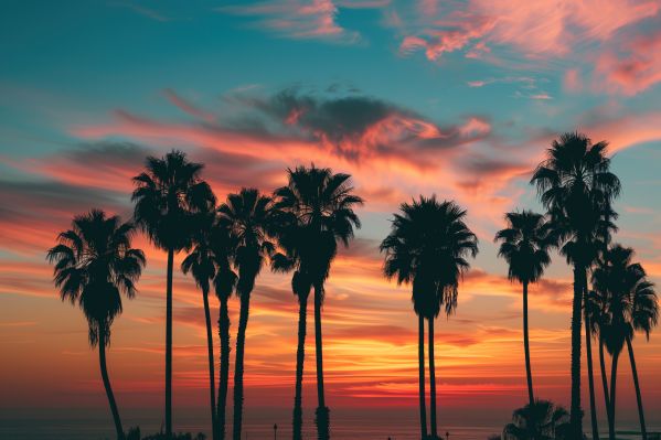 Sunset Palms Free Image