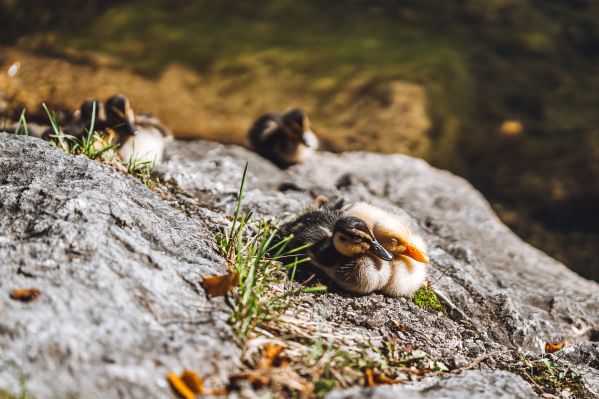 Two Cute Ducklings Free Photo